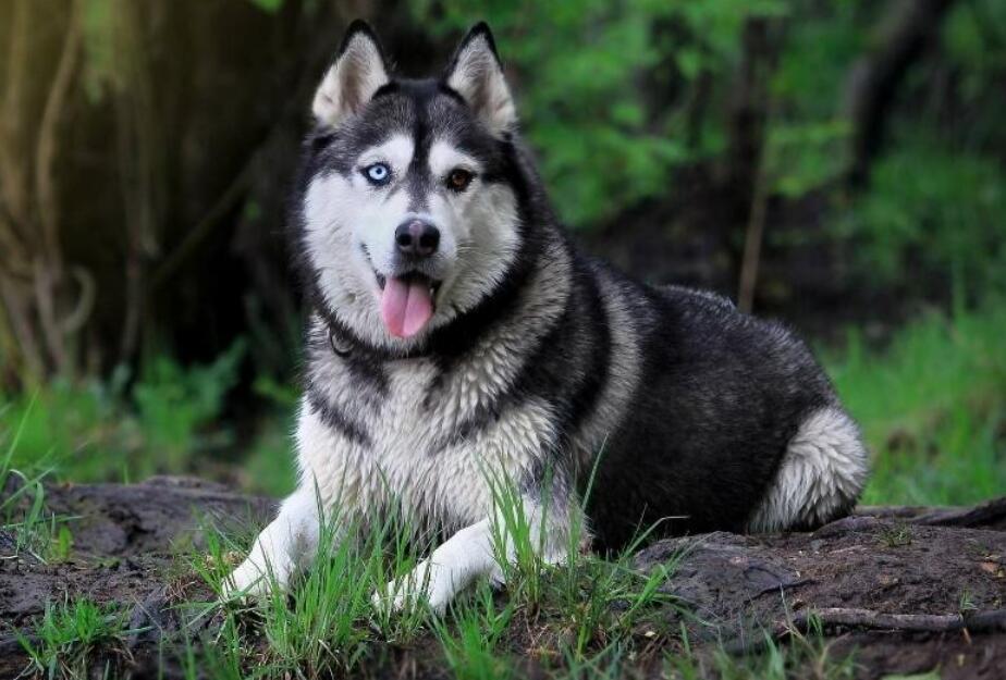 阿拉斯加犬幼犬多少钱一只（有关阿拉斯加犬幼犬价格介绍）