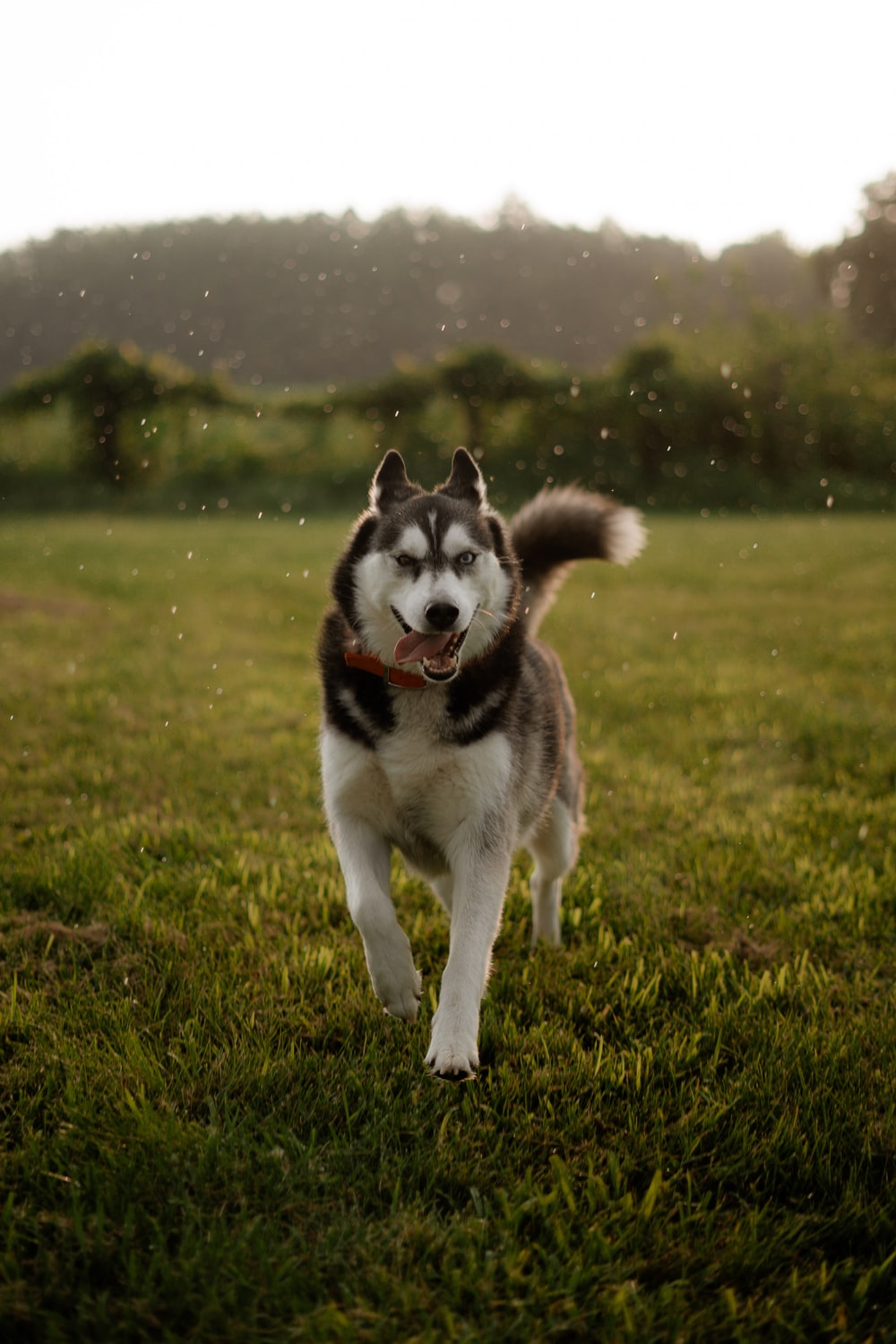 哈士奇犬多少钱一只（有关哈士奇价格介绍）