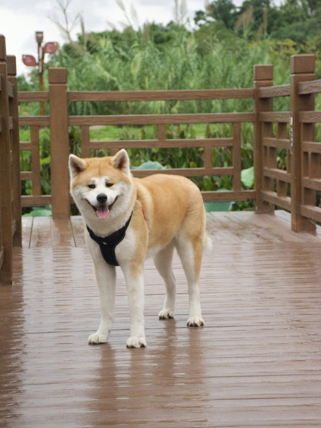 秋田犬和柴犬是一个品种吗（秋田犬和柴犬的区别）