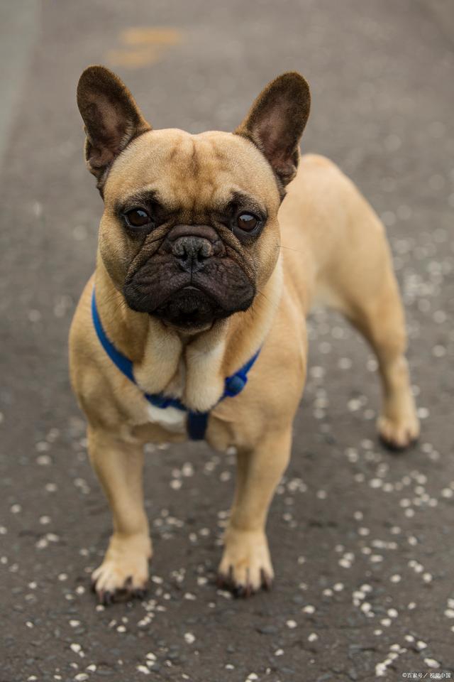 巴哥犬为什么打呼噜（巴哥犬打呼噜处理方法）