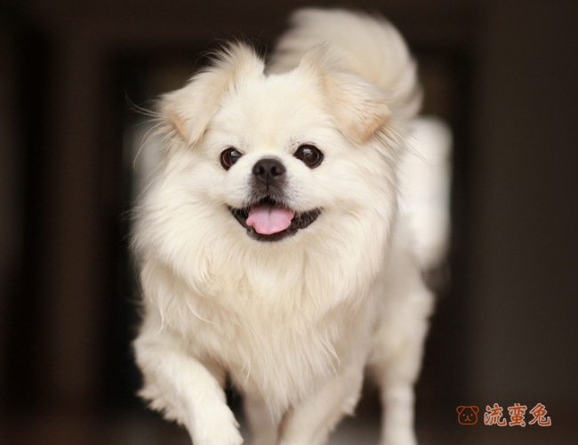 京巴犬怎么训练才能记住自己的名字（京巴犬名字记住训练技巧）