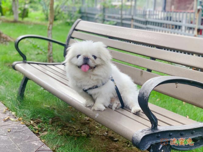 京巴犬好养吗（养京巴犬注意事项）