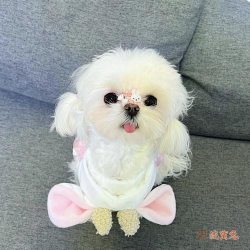 马尔济斯犬智商是怎么样的（了解马尔济斯犬的真实智商）