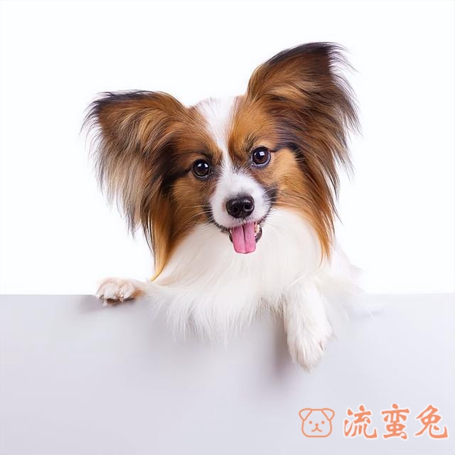 蝴蝶犬的性格是怎么样的（了解蝴蝶犬的性格特点）