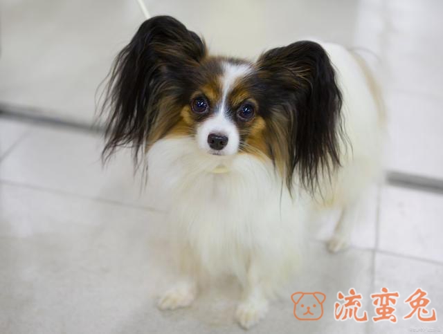 怎么给蝴蝶犬洗澡（详解蝴蝶犬正确洗澡方法）