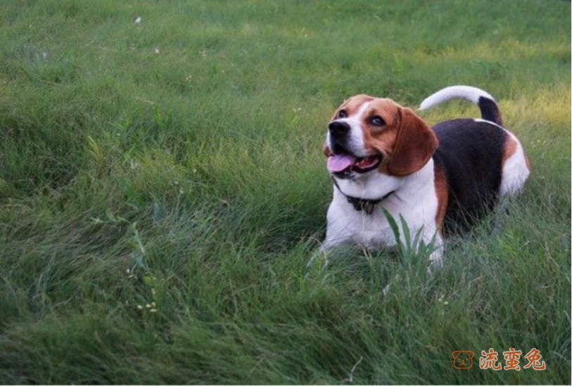 比格犬不听话怎么训练（训练比格犬的技巧）