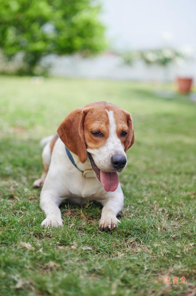 比格犬几个月开始训练（训练比格犬的注意事项）