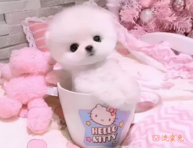 茶杯犬好养活吗（养茶杯犬的注意事项）