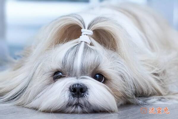 西施犬需要每天遛吗（关于西施犬的运动量）